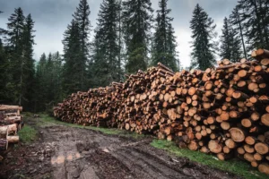 stacked logs