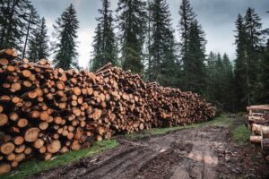 stacked logs