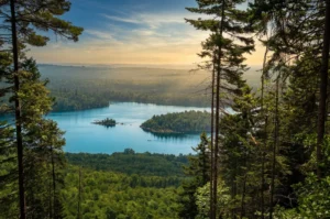 waterview in the forest