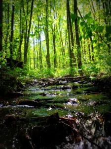 water running through the forest