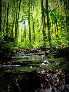 water running through the woods