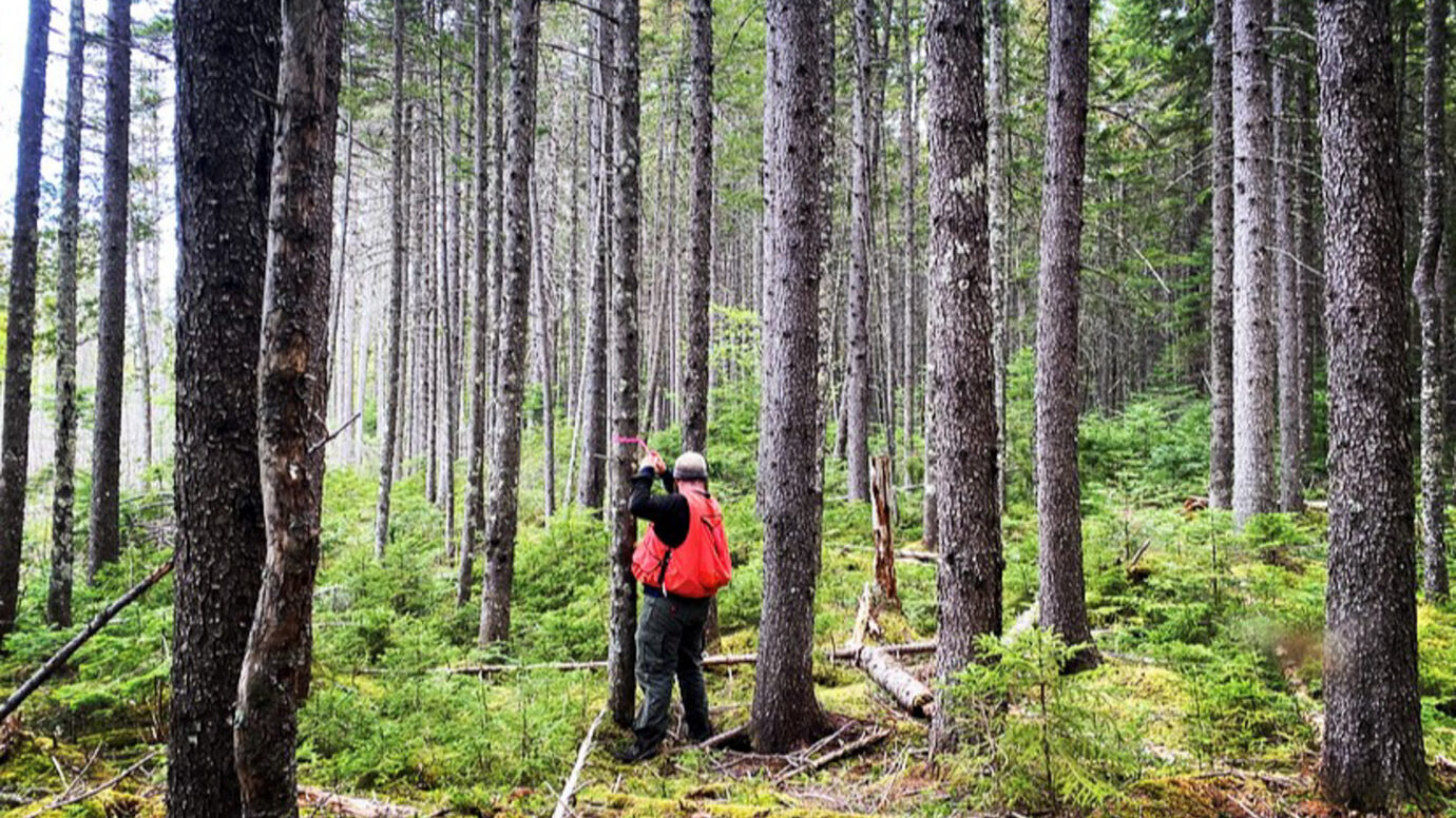 JW Harriman working in the forest