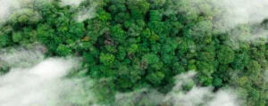 forest skyview
