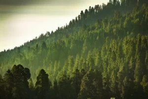 treescape