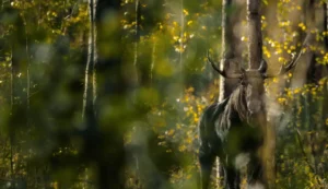 moose in the woods