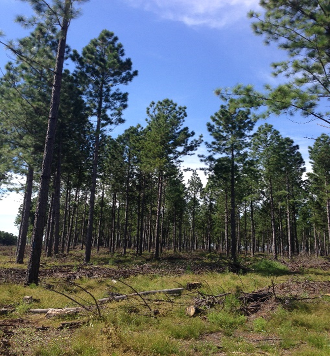 Woodland trees