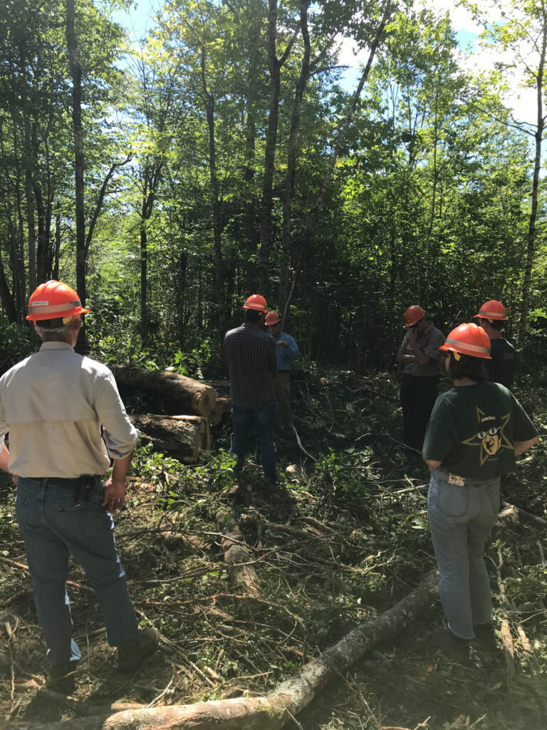 Service team in the forest assessing the landscape